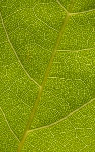 Preview wallpaper leaf, veins, macro, texture, green