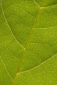 Preview wallpaper leaf, veins, macro, texture, green