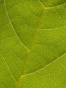 Preview wallpaper leaf, veins, macro, texture, green