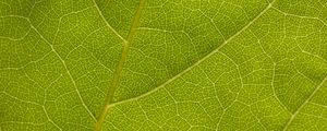 Preview wallpaper leaf, veins, macro, texture, green