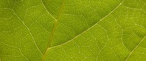 Preview wallpaper leaf, veins, macro, texture, green