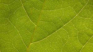 Preview wallpaper leaf, veins, macro, texture, green