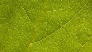 Preview wallpaper leaf, veins, macro, texture, green