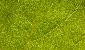 Preview wallpaper leaf, veins, macro, texture, green