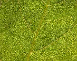 Preview wallpaper leaf, veins, macro, texture, green
