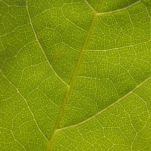 Preview wallpaper leaf, veins, macro, texture, green