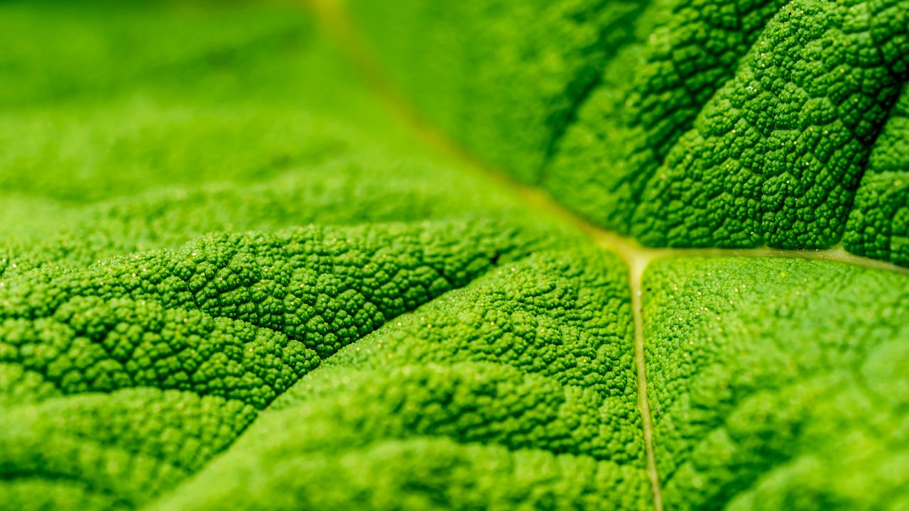 Wallpaper leaf, veins, macro, relief, green