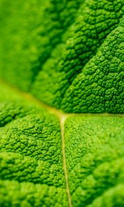 Preview wallpaper leaf, veins, macro, relief, green