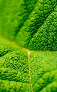 Preview wallpaper leaf, veins, macro, relief, green