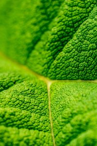 Preview wallpaper leaf, veins, macro, relief, green