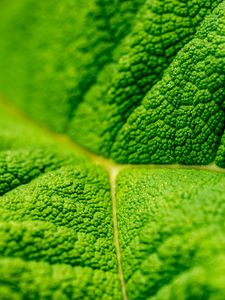 Preview wallpaper leaf, veins, macro, relief, green