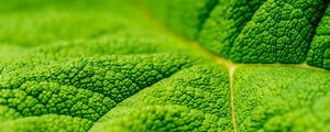 Preview wallpaper leaf, veins, macro, relief, green