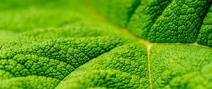 Preview wallpaper leaf, veins, macro, relief, green