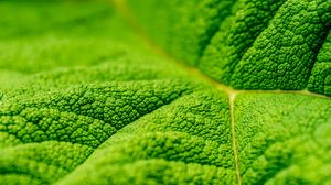 Preview wallpaper leaf, veins, macro, relief, green