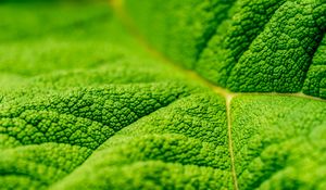 Preview wallpaper leaf, veins, macro, relief, green