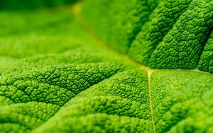 Preview wallpaper leaf, veins, macro, relief, green
