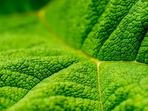 Preview wallpaper leaf, veins, macro, relief, green