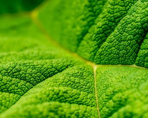 Preview wallpaper leaf, veins, macro, relief, green