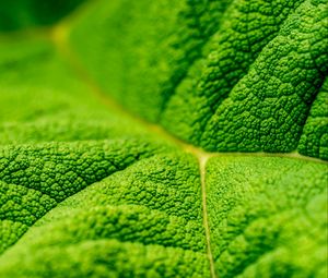 Preview wallpaper leaf, veins, macro, relief, green