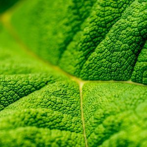 Preview wallpaper leaf, veins, macro, relief, green