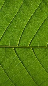 Preview wallpaper leaf, veins, macro, green, background