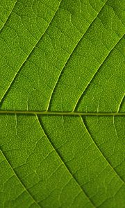 Preview wallpaper leaf, veins, macro, green, background