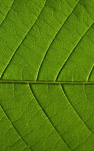 Preview wallpaper leaf, veins, macro, green, background
