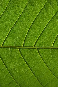 Preview wallpaper leaf, veins, macro, green, background