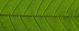 Preview wallpaper leaf, veins, macro, green, background