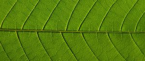 Preview wallpaper leaf, veins, macro, green, background