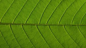 Preview wallpaper leaf, veins, macro, green, background