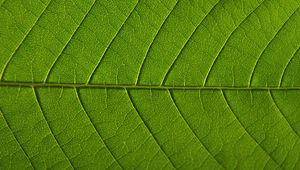Preview wallpaper leaf, veins, macro, green, background