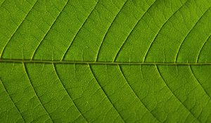 Preview wallpaper leaf, veins, macro, green, background