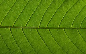 Preview wallpaper leaf, veins, macro, green, background