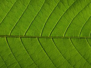 Preview wallpaper leaf, veins, macro, green, background