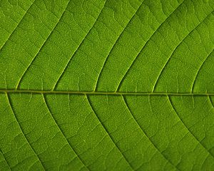 Preview wallpaper leaf, veins, macro, green, background