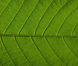 Preview wallpaper leaf, veins, macro, green, background