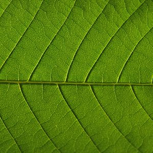 Preview wallpaper leaf, veins, macro, green, background