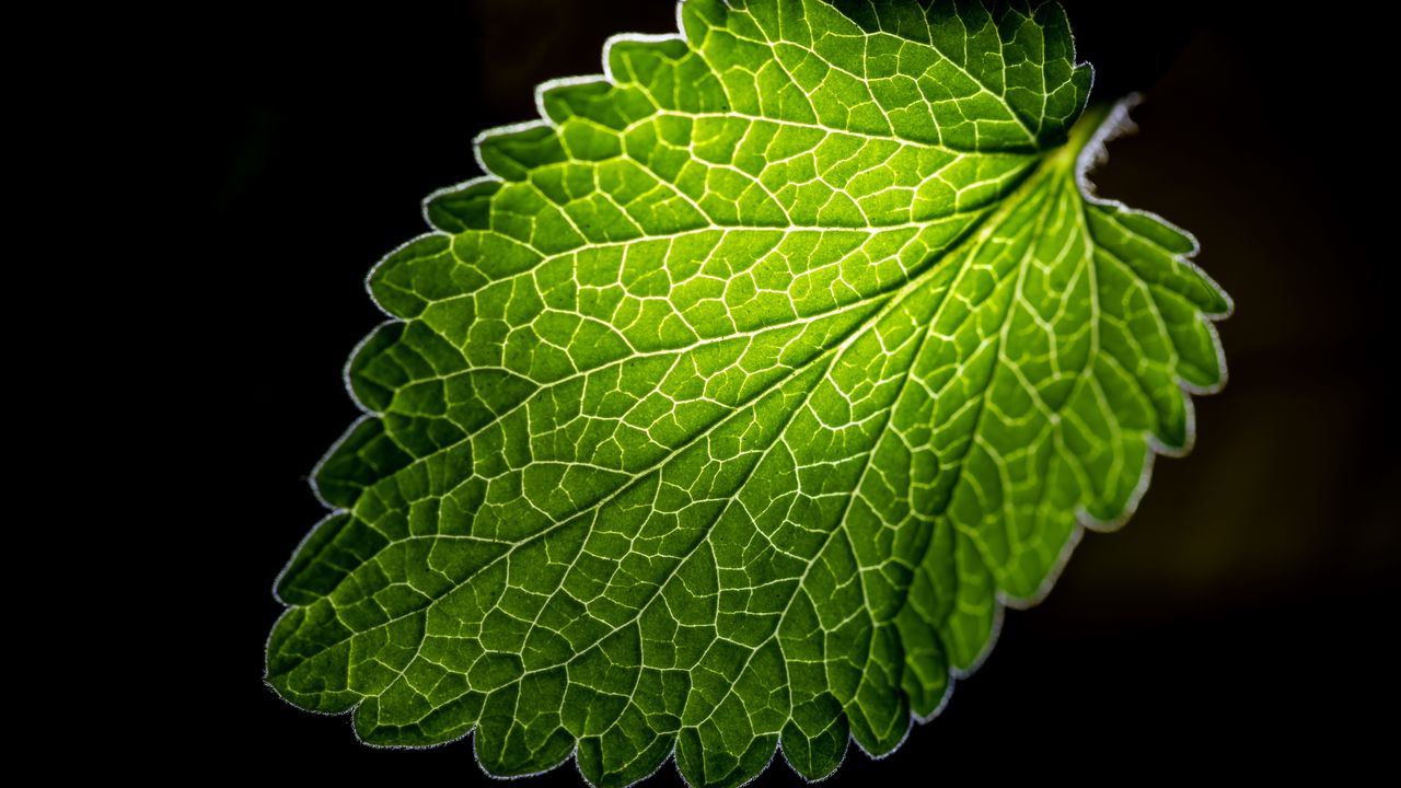 Wallpaper leaf, veins, macro, green, black background