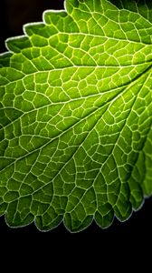 Preview wallpaper leaf, veins, macro, green, black background