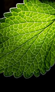 Preview wallpaper leaf, veins, macro, green, black background