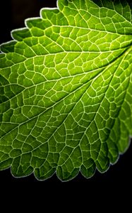 Preview wallpaper leaf, veins, macro, green, black background