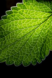 Preview wallpaper leaf, veins, macro, green, black background