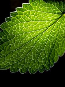 Preview wallpaper leaf, veins, macro, green, black background