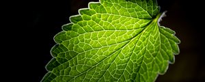 Preview wallpaper leaf, veins, macro, green, black background