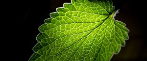 Preview wallpaper leaf, veins, macro, green, black background