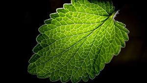 Preview wallpaper leaf, veins, macro, green, black background