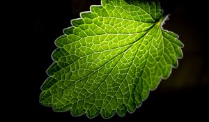 Preview wallpaper leaf, veins, macro, green, black background