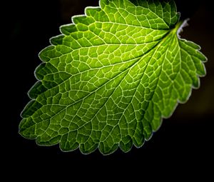 Preview wallpaper leaf, veins, macro, green, black background