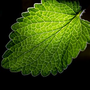 Preview wallpaper leaf, veins, macro, green, black background